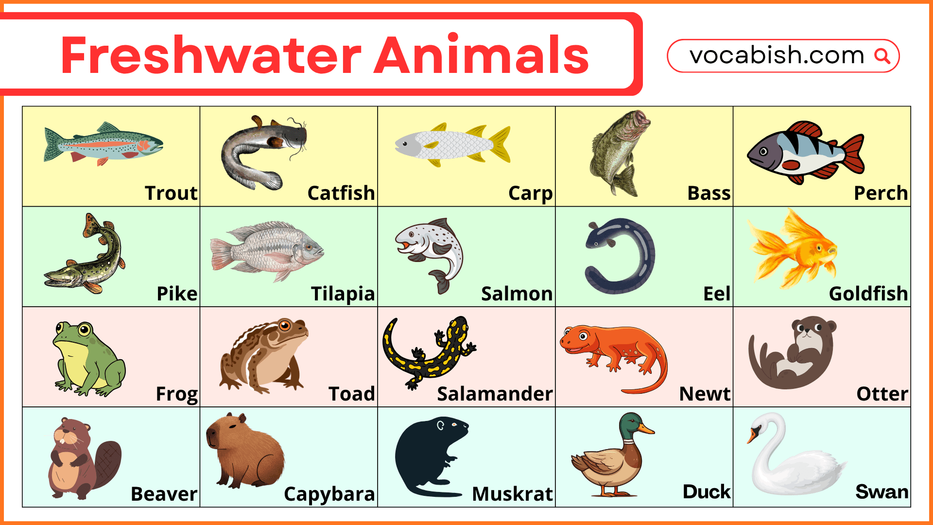Freshwater Animals Names with Pictures