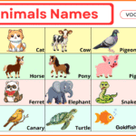 Pet Animals Names