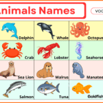 Sea Animals Names List with Pictures