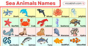 Sea Animals Names List with Pictures