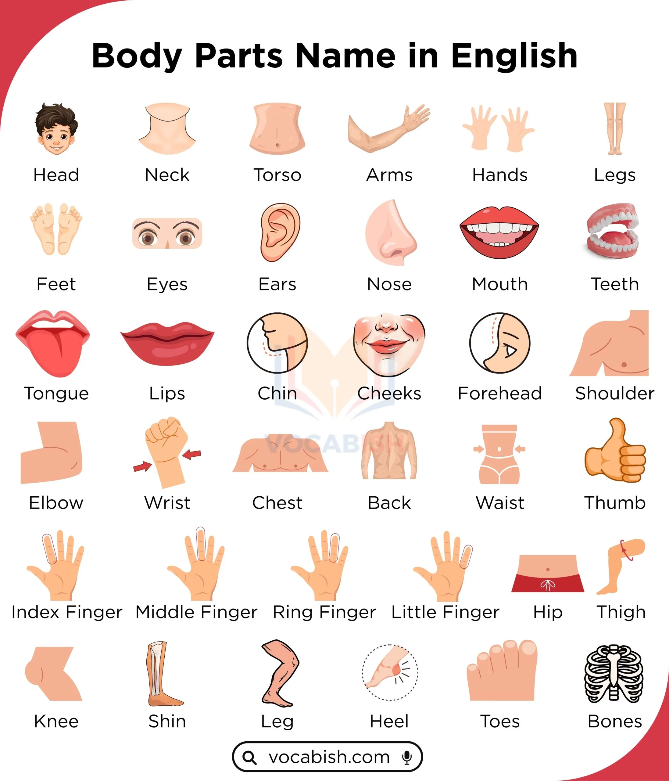 Body Parts Name in English