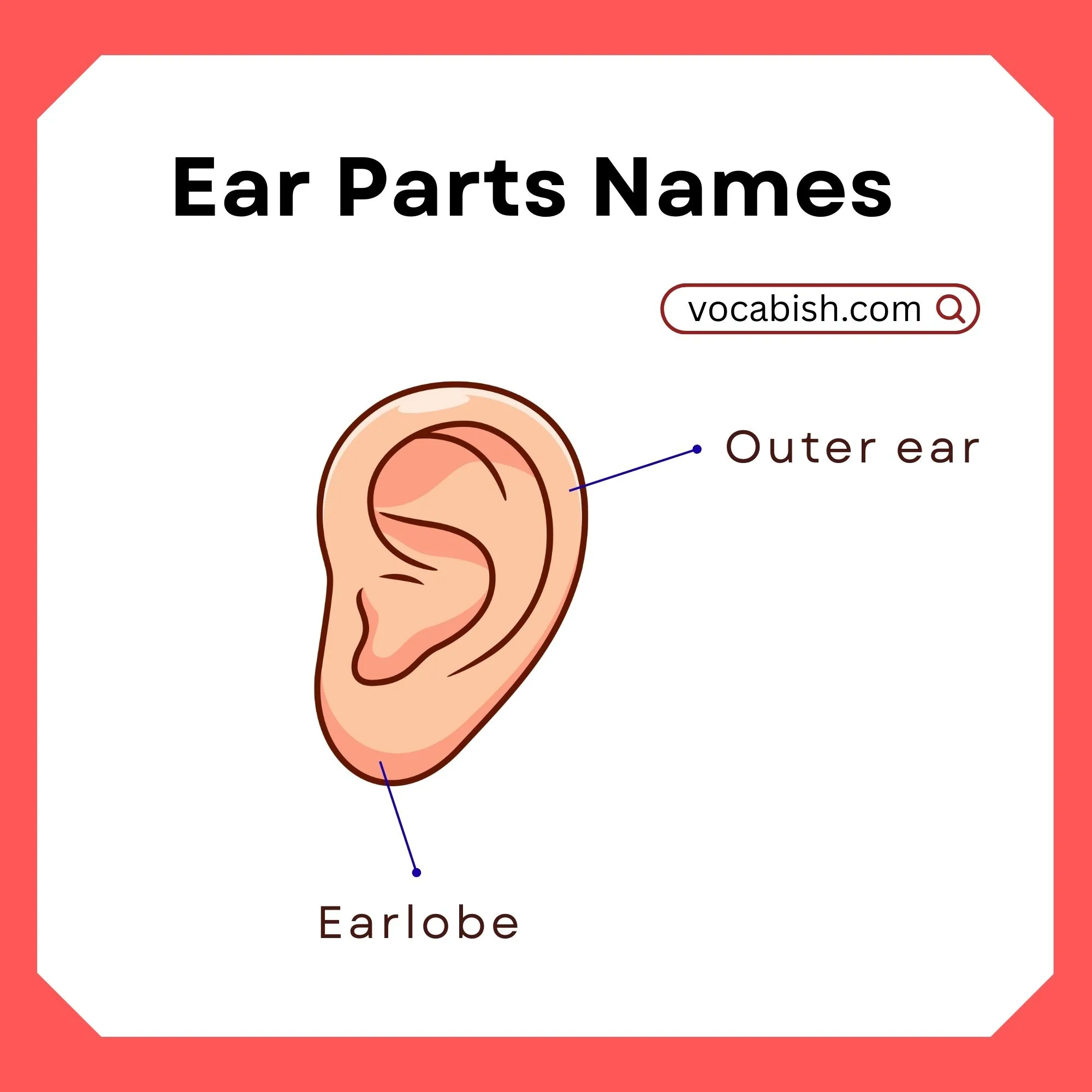 Ear Parts Names