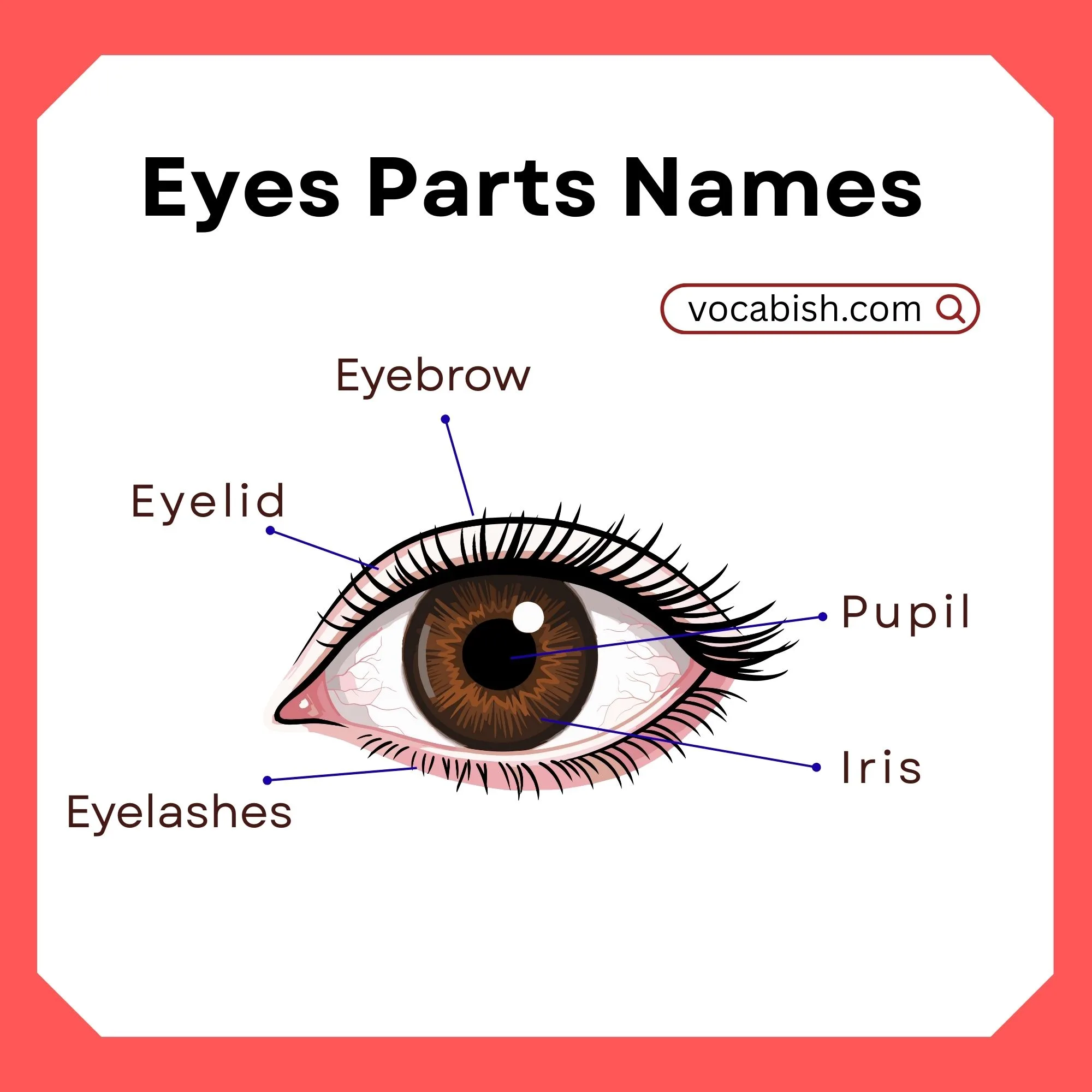 Eyes Parts Names