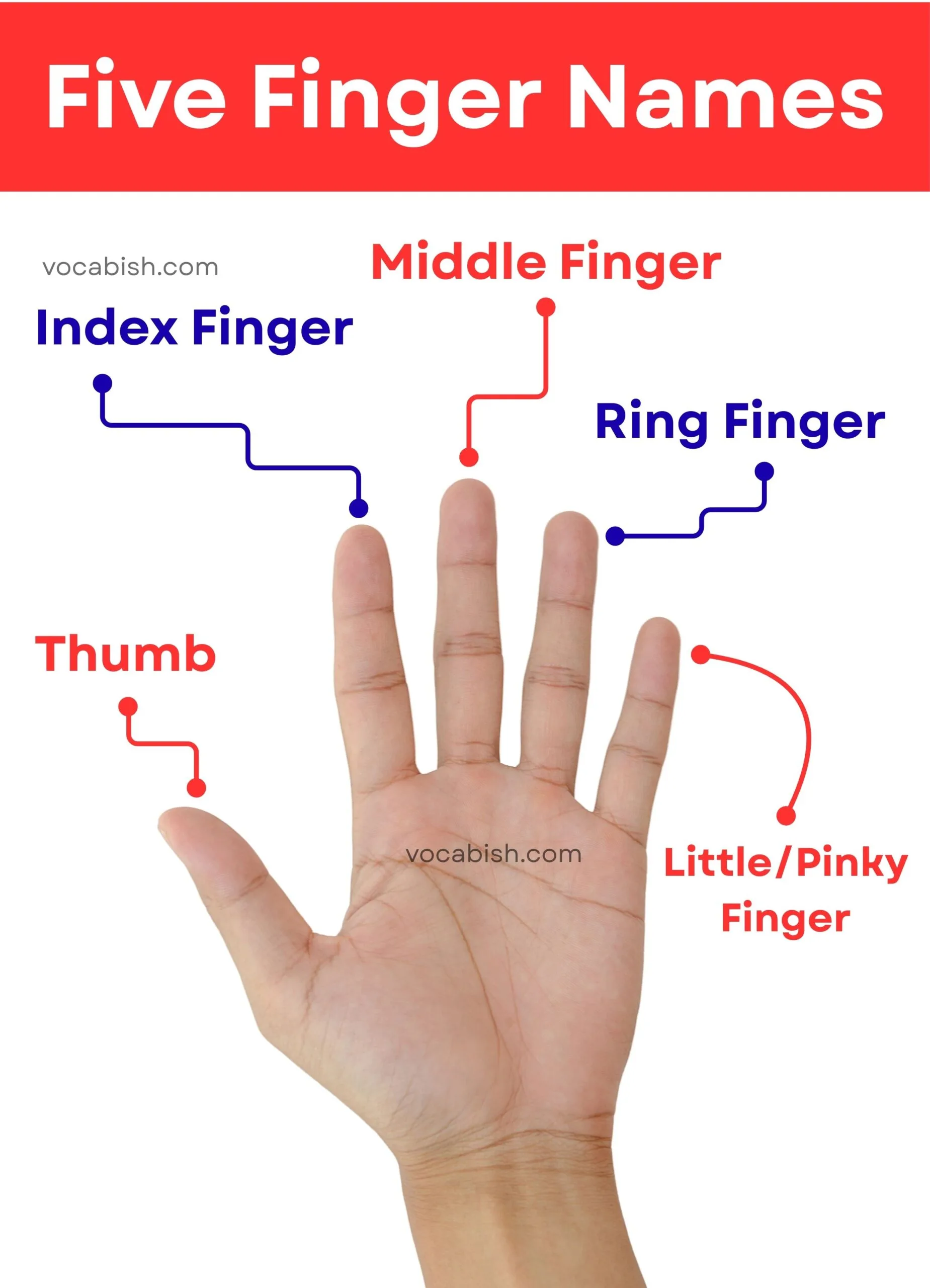 Five Finger Names