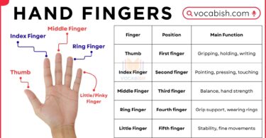 Hand Finger Names