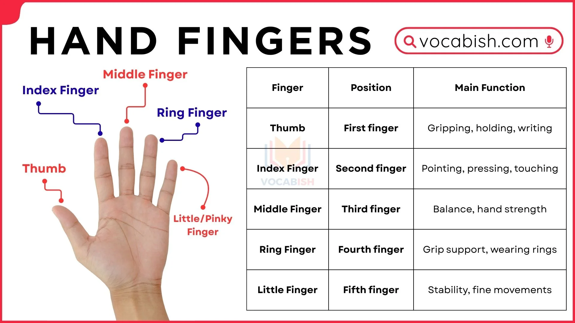 Hand Finger Names