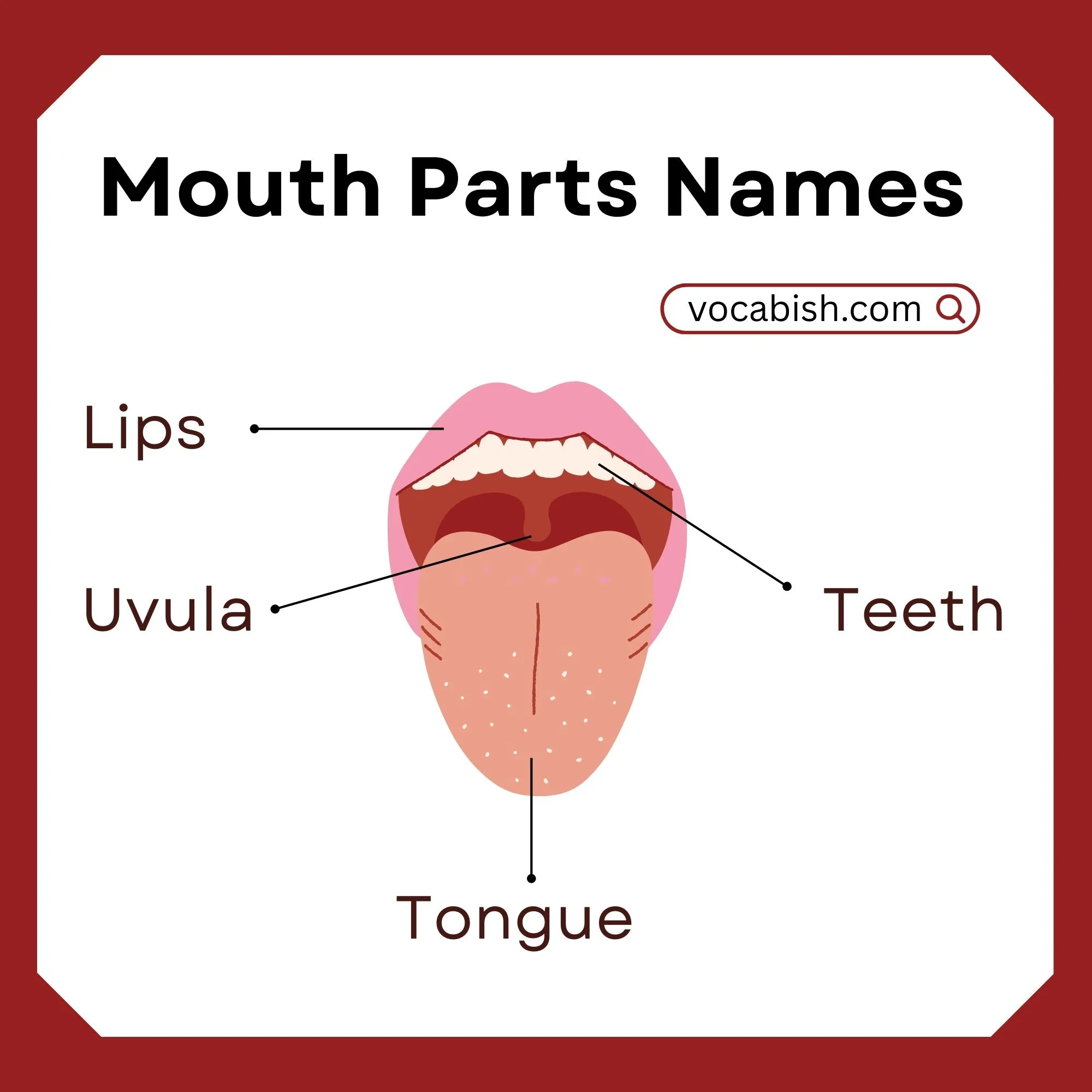 Mouth Parts Names