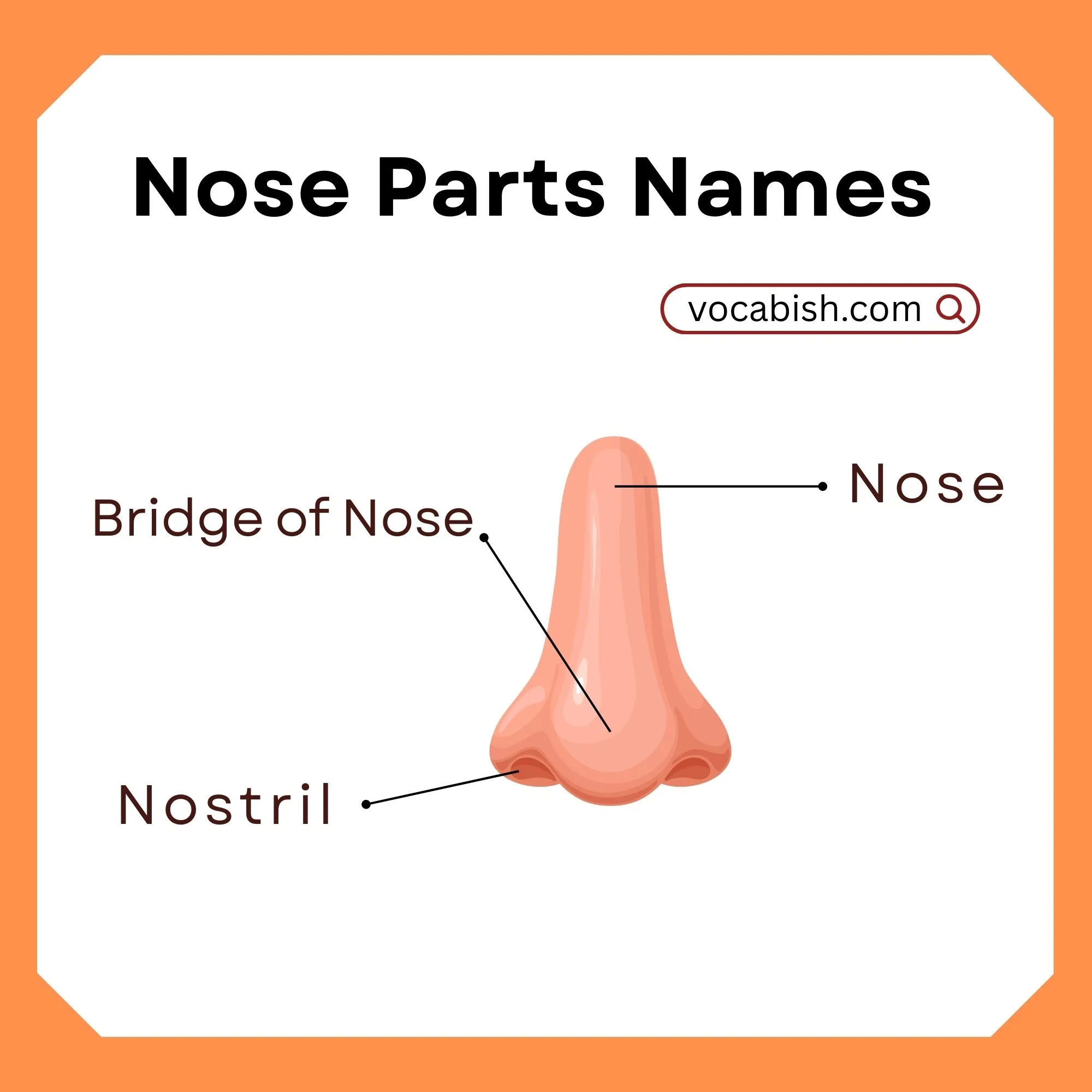 Nose Parts Names