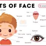 Parts of Face