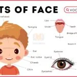 Parts of Face