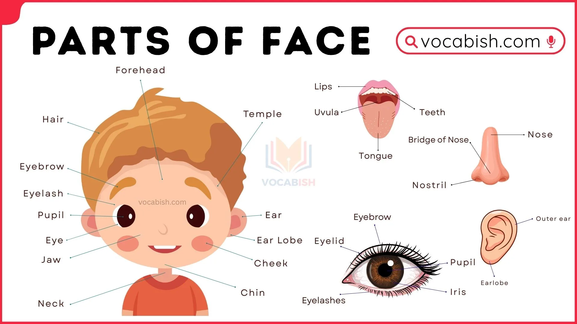 Parts of Face