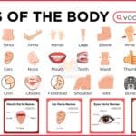Parts of The Human Body