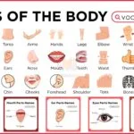 Parts of The Human Body