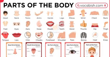 Parts of The Human Body