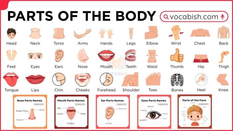 Parts of The Human Body | Body Parts Name in English | Vocabish