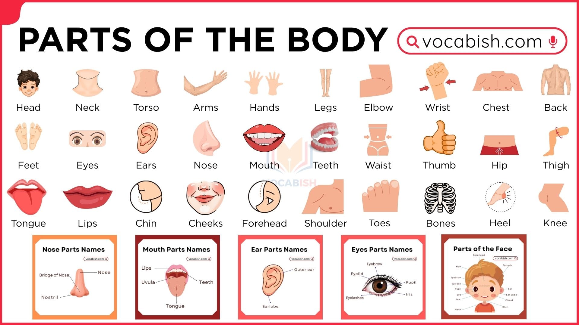 Parts of The Human Body