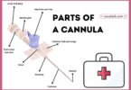 Parts of a Cannula with Diagram