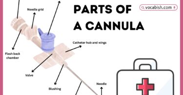 Parts of a Cannula with Diagram
