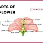 A clear, biological diagram of a perfect flower with detailed labels for reproduction and pollinator attraction parts.