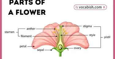 A clear, biological diagram of a perfect flower with detailed labels for reproduction and pollinator attraction parts.