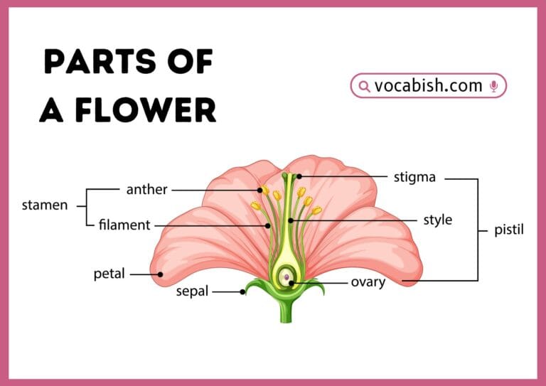 A clear, biological diagram of a perfect flower with detailed labels for reproduction and pollinator attraction parts.