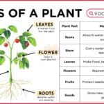 Parts of a Plant with Functions and Diagram