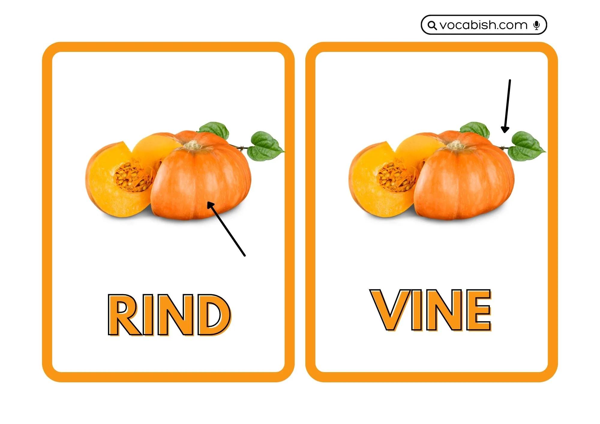 Parts of a Pumpkin Flashcards
