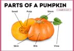 Parts of a Pumpkin with Diagram