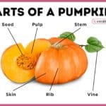 Parts of a Pumpkin with Diagram
