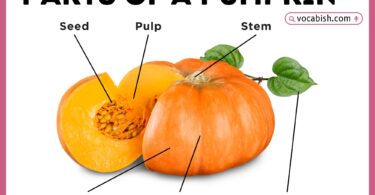 Parts of a Pumpkin with Diagram