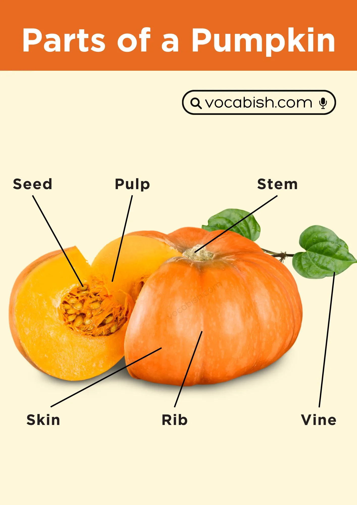 Parts of a Pumpkin