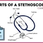 Parts of a Stethoscope with Diagram