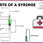 Parts of a Syringe with Diagram