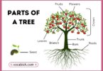 Parts of a Tree with Uses and Diagram
