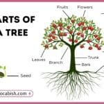 Parts of a Tree with Uses and Diagram