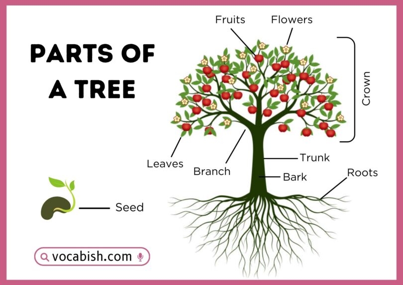 Parts of a Tree with Uses and Diagram