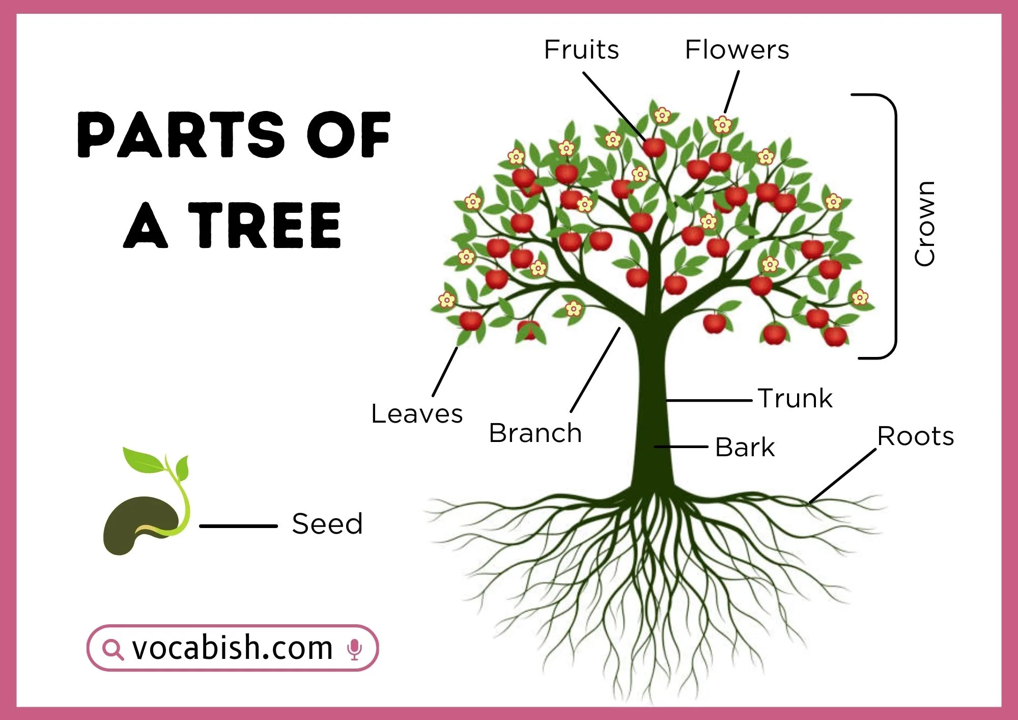 Parts of a Tree with Uses and Diagram