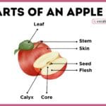Parts of an Apple with Diagram