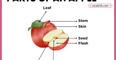 Parts of an Apple with Diagram