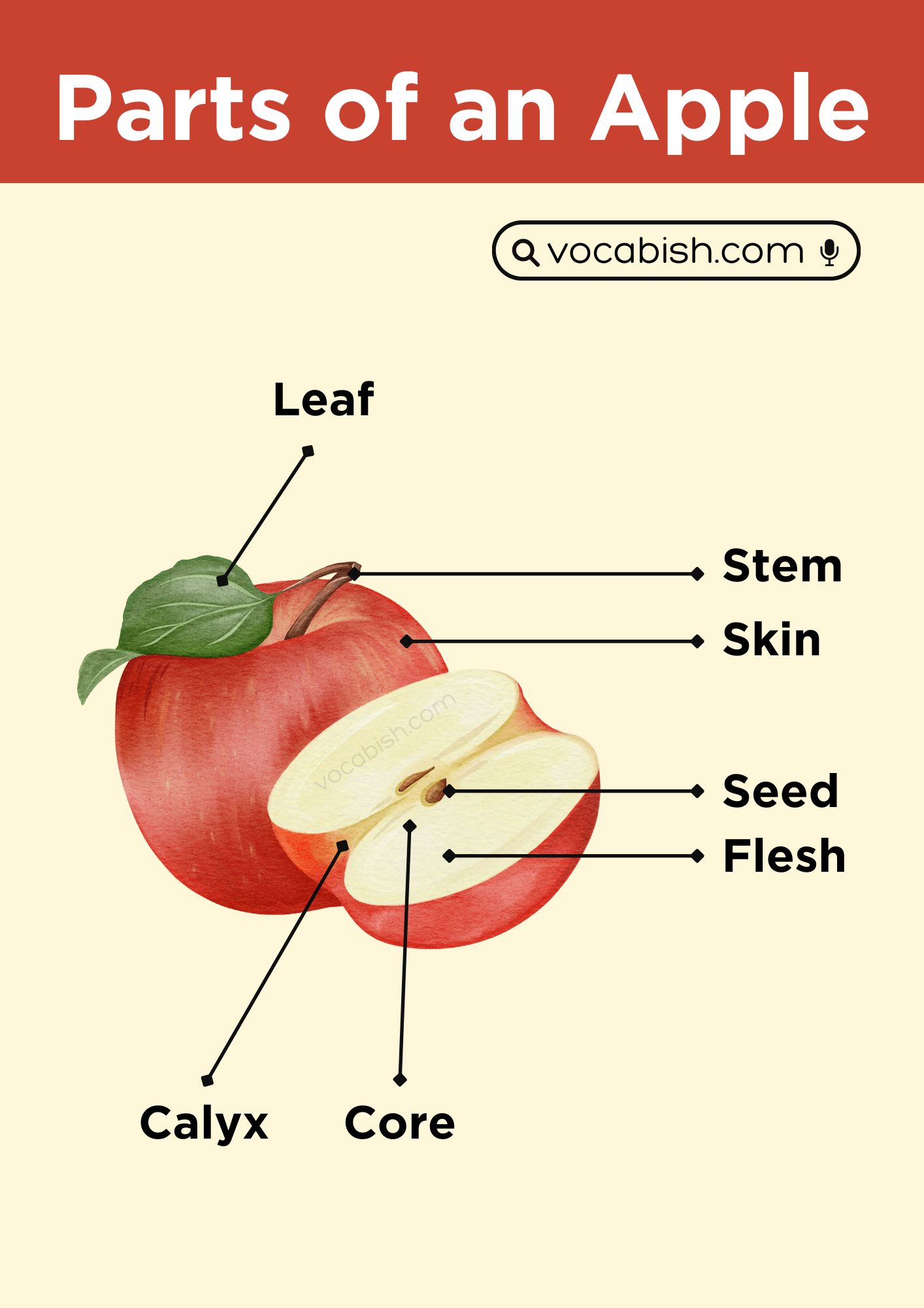 Parts of an Apple