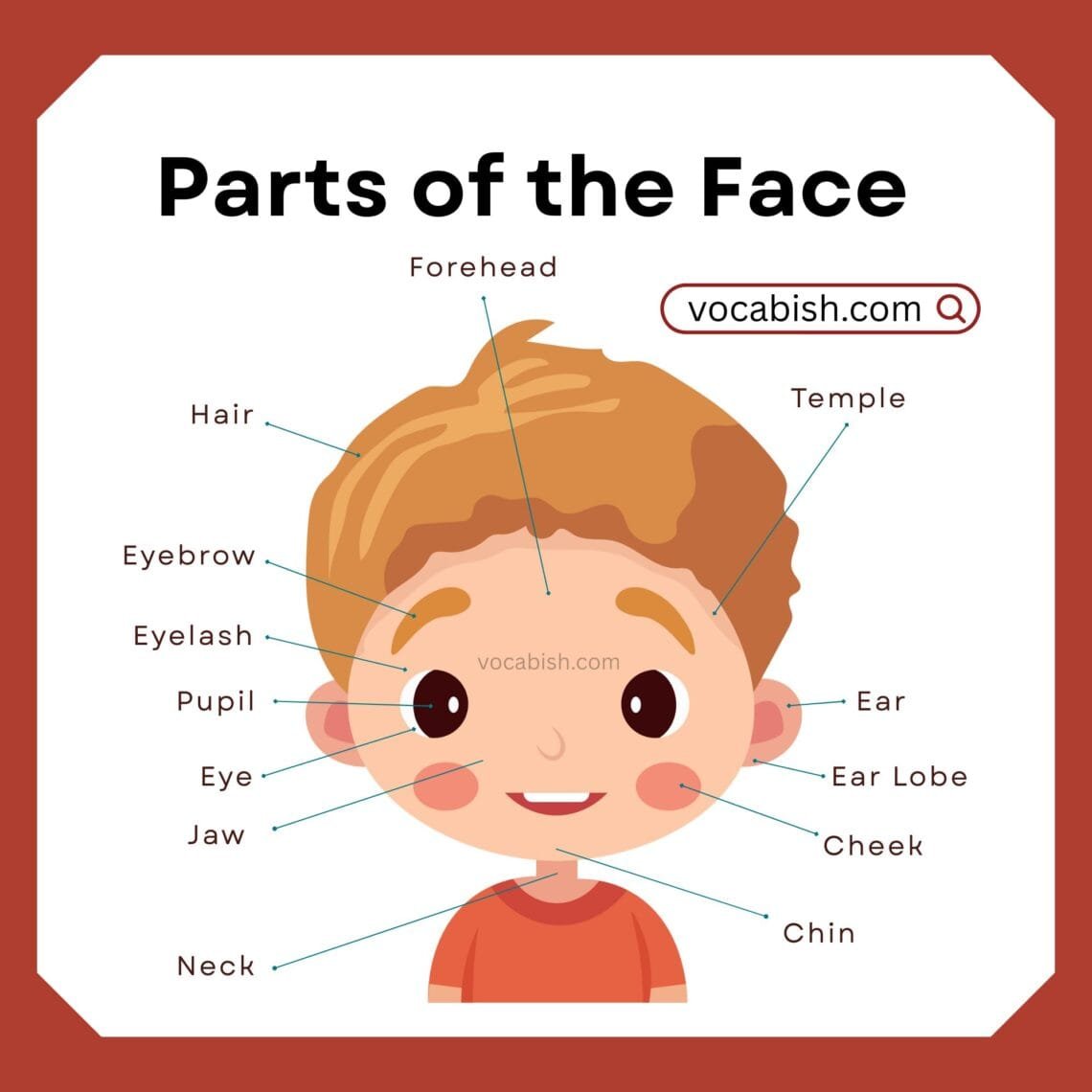 Parts of the Face in English | Face Parts Name with Pictures | Vocabish