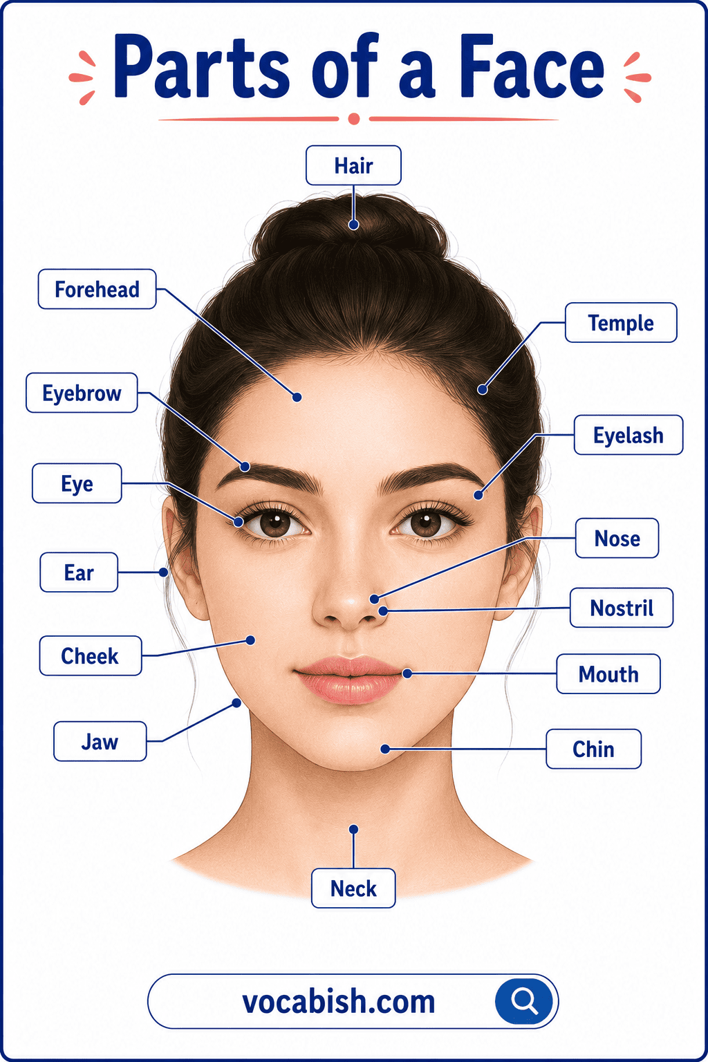 Parts of the Face Labeled Diagram