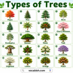 100 Types of Trees Name with Pictures
