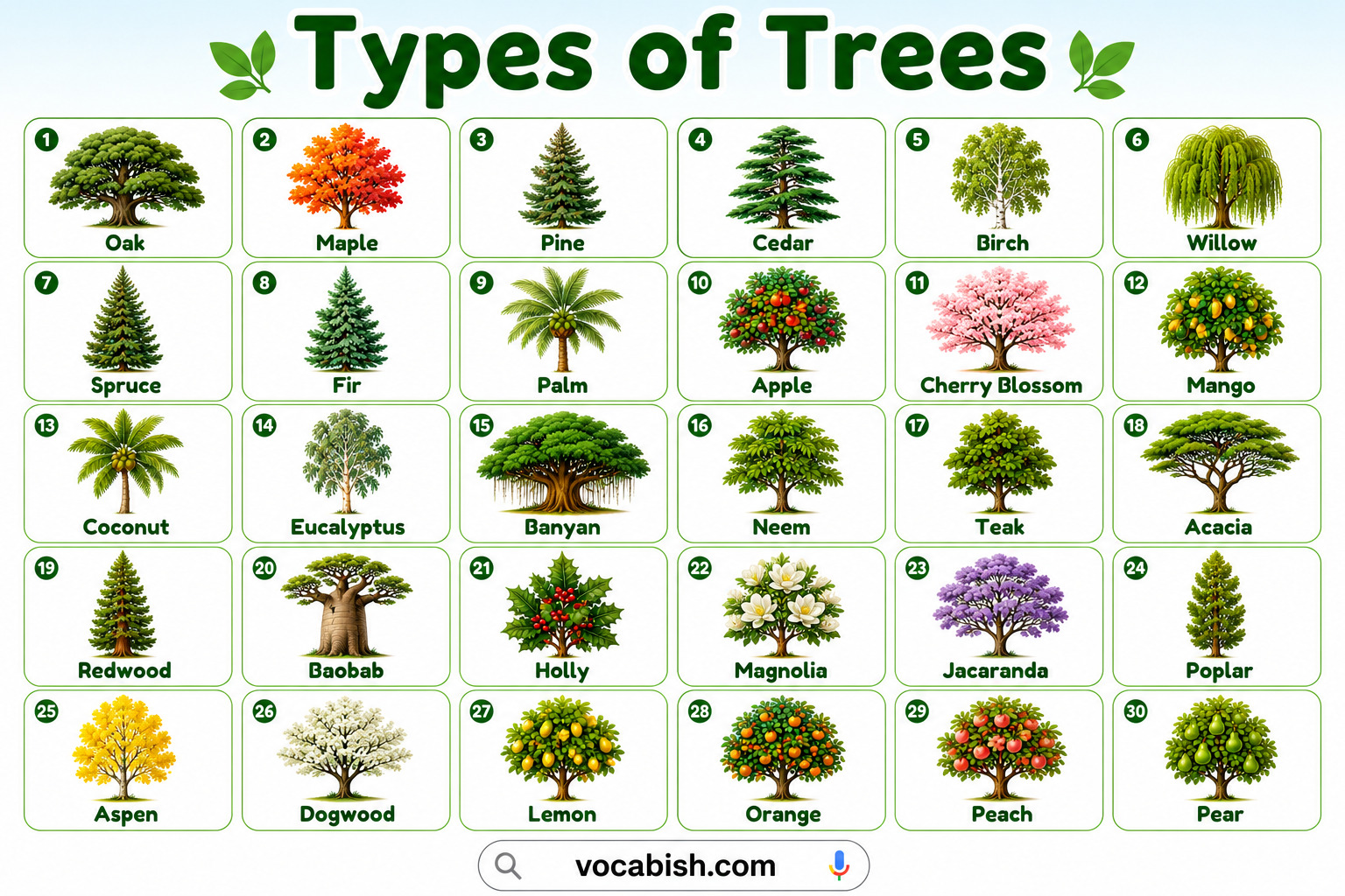 100 Types of Trees Name with Pictures