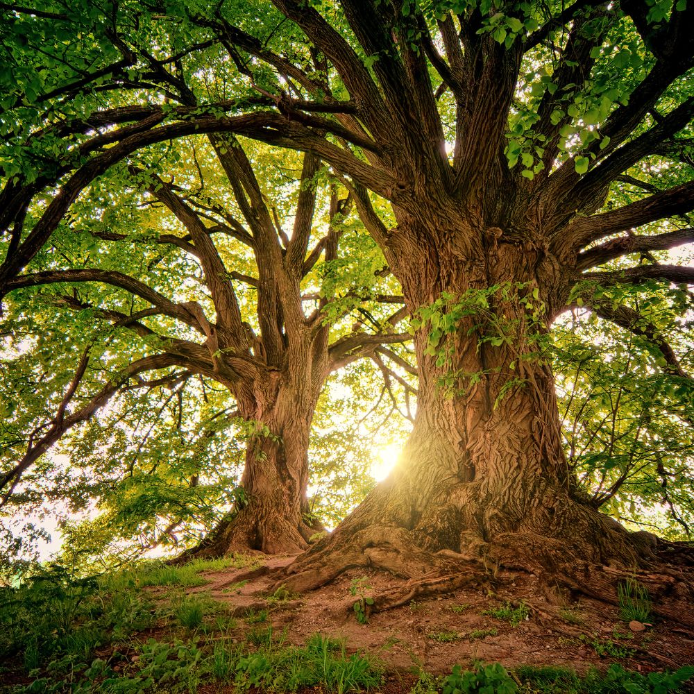 Deciduous trees are the kind of trees that shed their leaves during a specific season each year, usually in autumn.