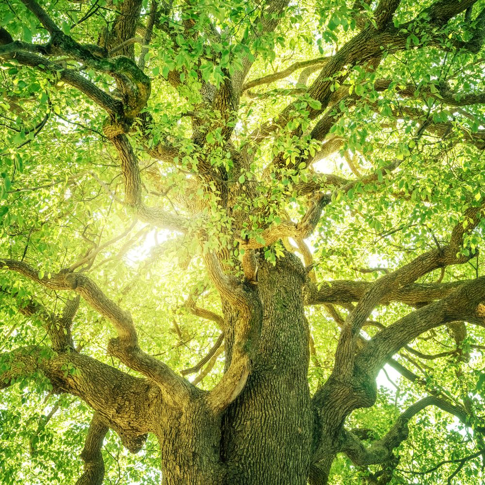 Evergreen trees are the kinds of trees that keep their leaves or needles throughout the year.