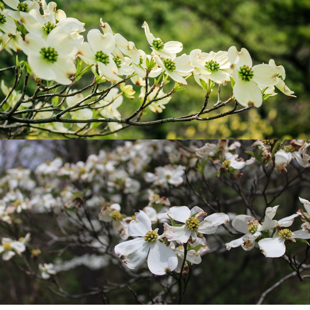 Flowering trees are trees that produce visible flowers during part of the year.