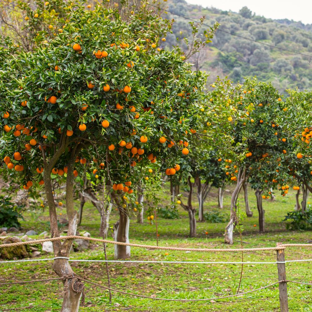 Fruit trees are trees that produce edible fruits for people and animals. They are grown in orchards, gardens, farms, and backyards around the world.