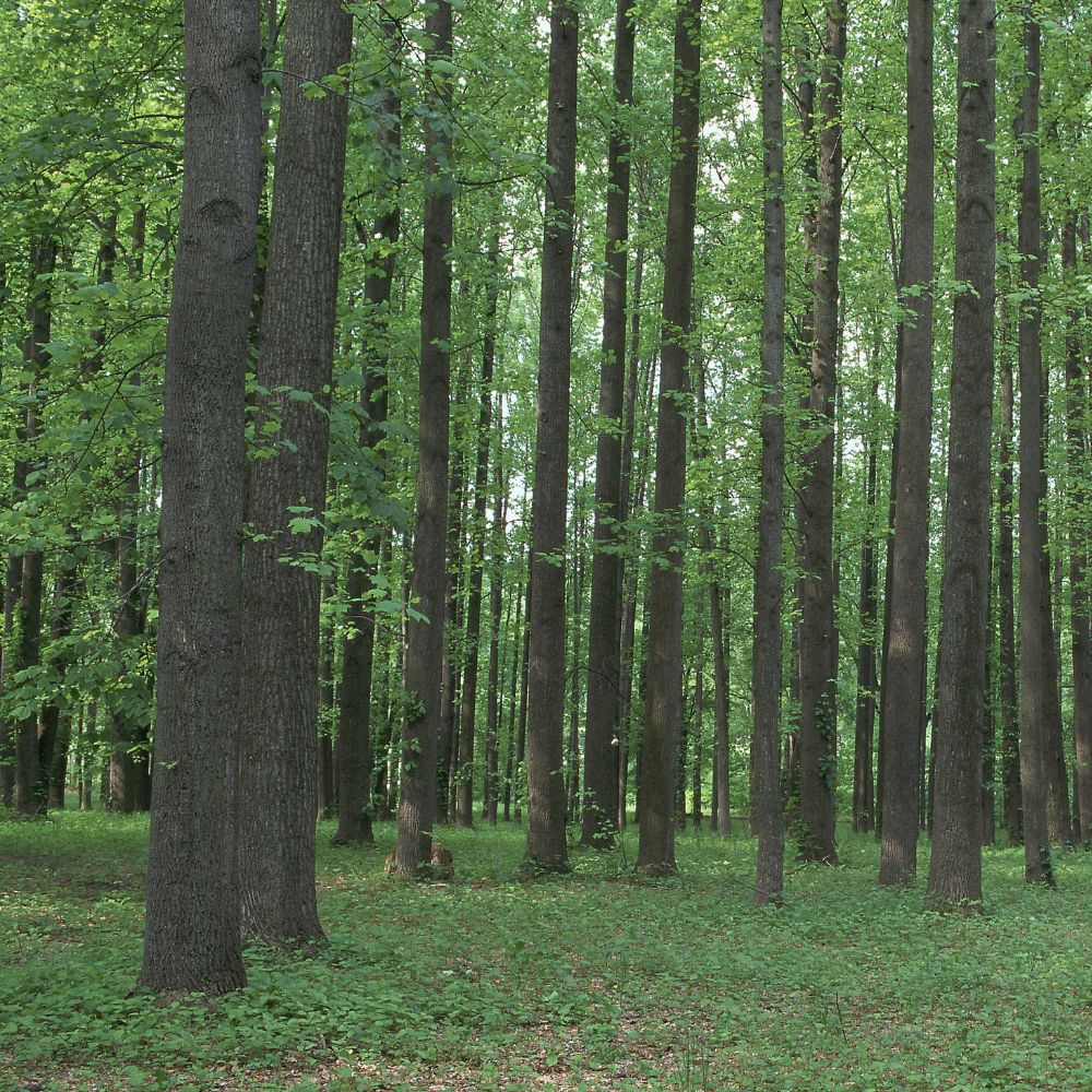 Hardwood trees are broad-leaved trees that usually produce flowers, fruits, or nuts.