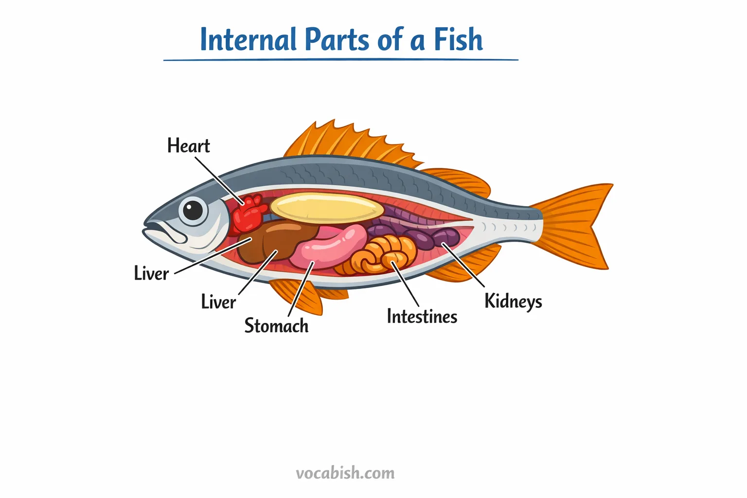 Internal Parts of a Fish with Functions